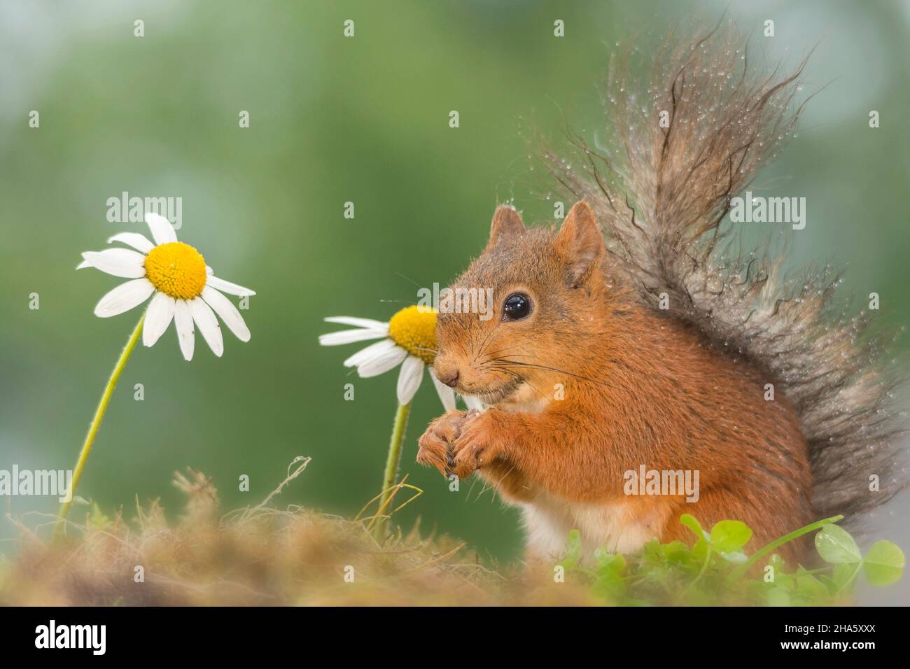 Close up wet scoiattolo rosso con fiori Foto Stock