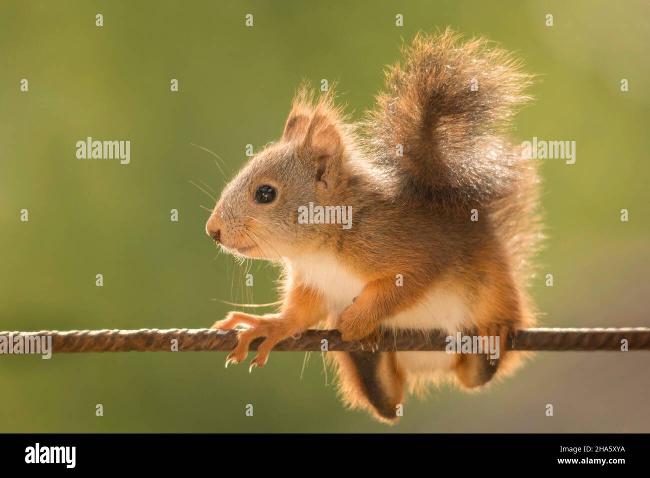 Close up di scoiattolo rosso sul tondino di ferro Foto Stock