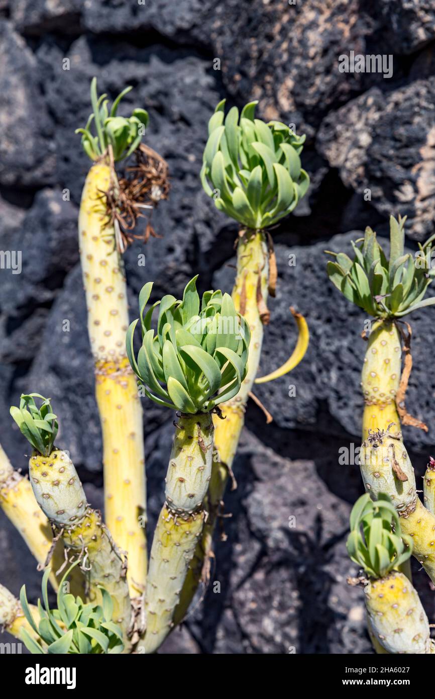 leinie di leino,(kleinia nerifolia), palma di scimmia, lanzarote, canari, isole canarie, spagna, europa Foto Stock