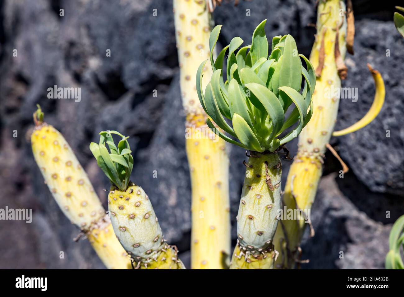 leinie di leino,(kleinia nerifolia), palma di scimmia, lanzarote, canari, isole canarie, spagna, europa Foto Stock