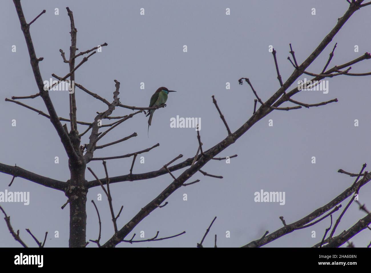 Blue-throated ape-eater Merops viridis vicino al fiume Kinabatangan, Sabah, Malesia Foto Stock