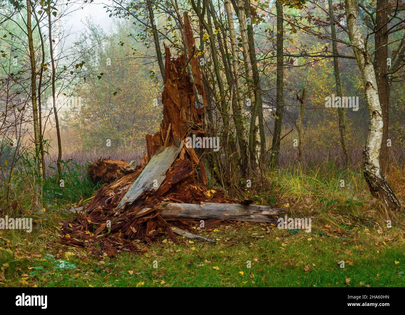 ceppo di un abeto a schönbuch sul bromberg vicino al birkensee naturale monumento, altdorf, baden-württemberg, germania Foto Stock