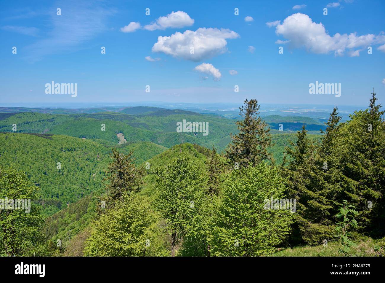 foresta,primavera,großer inselsberg,bad tabarz,foresta della turingia,germania Foto Stock