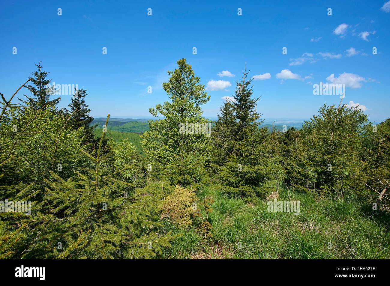 foresta,primavera,großer inselsberg,bad tabarz,foresta della turingia,germania Foto Stock