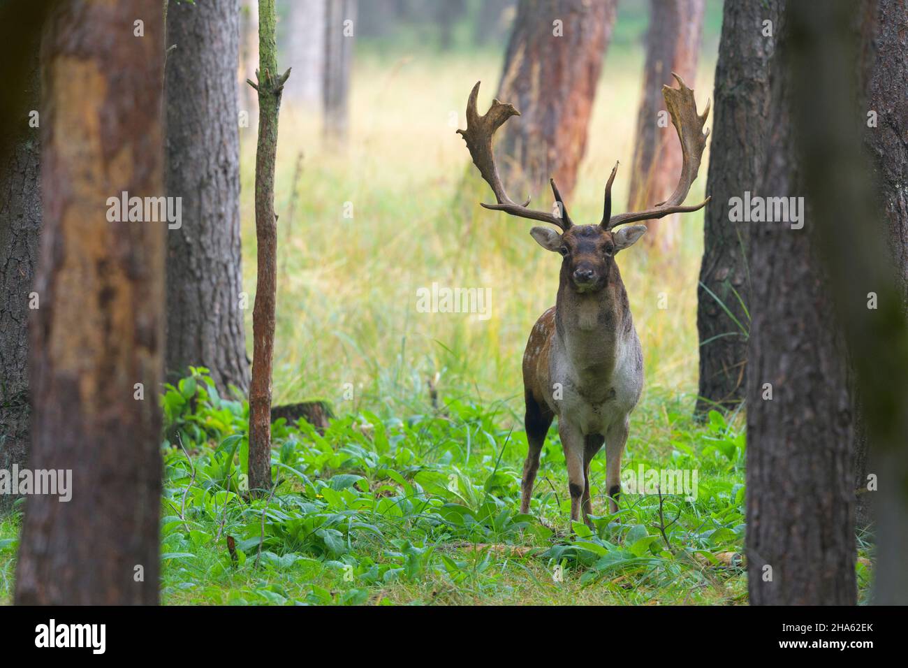 cervi nella foresta,cerco dama,autunno,assia,germania,europa Foto Stock