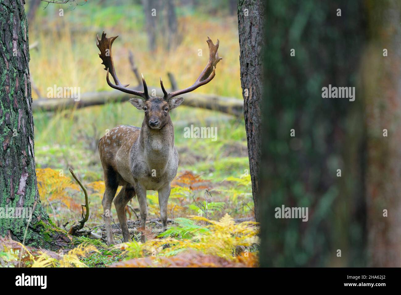 cervi nella foresta,cerco dama,autunno,assia,germania,europa Foto Stock