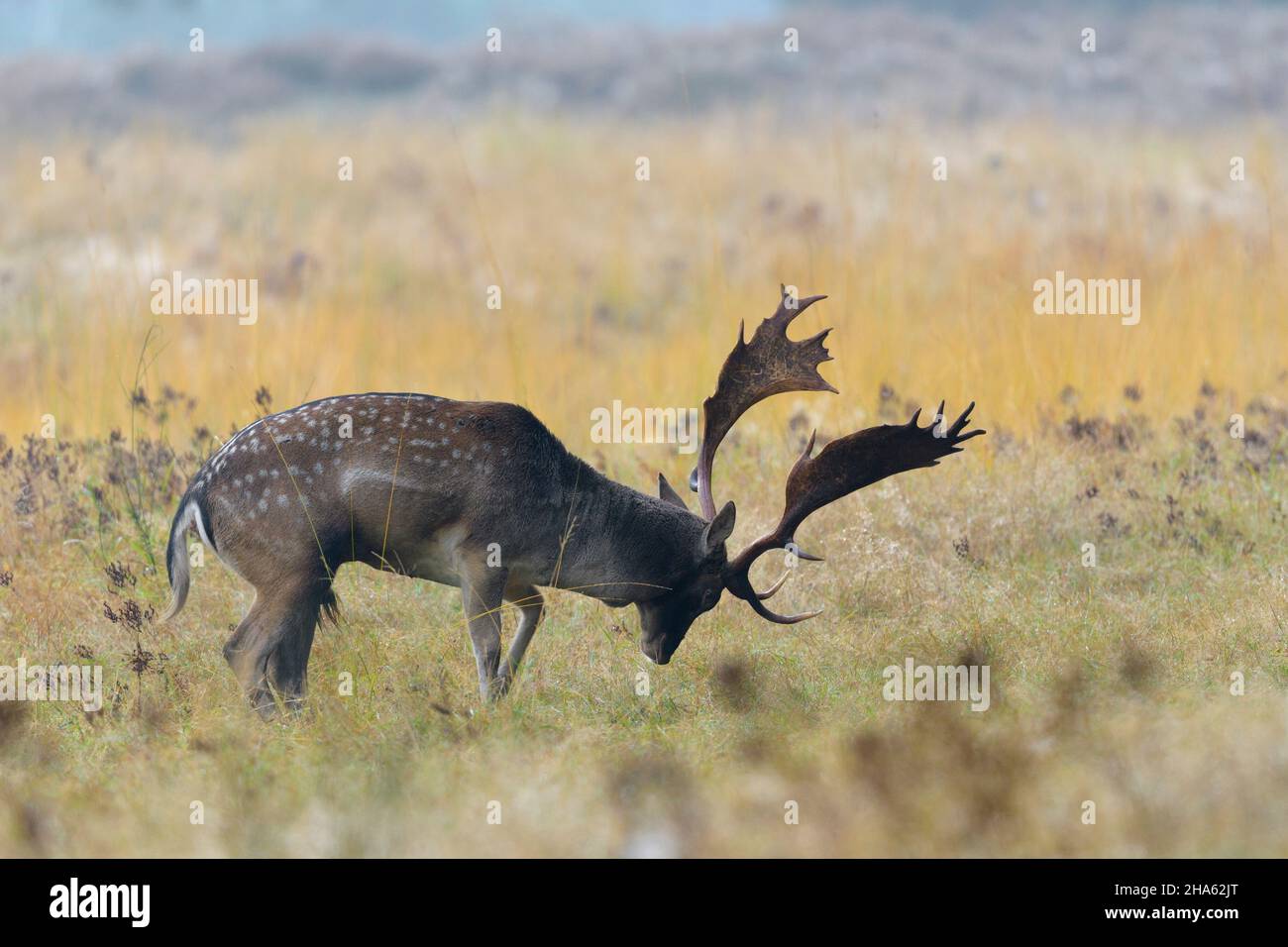 cervo di fava nel rut,cerco dama,autunno,assia,germania,europa Foto Stock