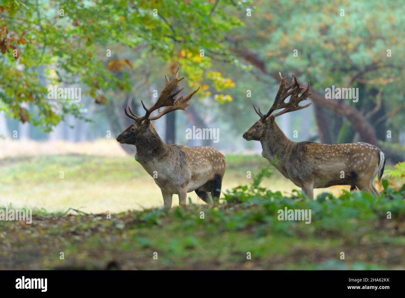 cervi nella foresta,cerco dama,autunno,assia,germania,europa Foto Stock