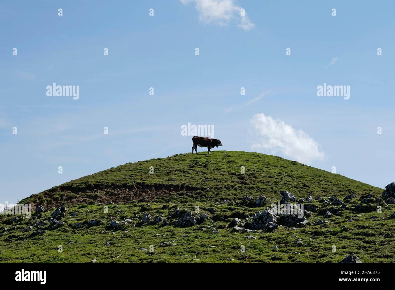 germania,baviera,alta baviera,distretto di traunstein,chiemgau,alpi di chiemgau,hochgern,prato alpino,collina di erba,bestiame alpino,mucca Foto Stock