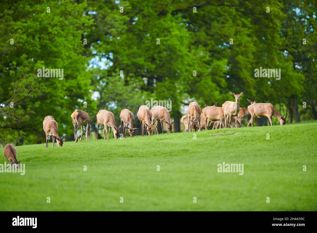 cervo rosso (cervicus elaphus), impacco, prato, schiarimento, stand Foto Stock