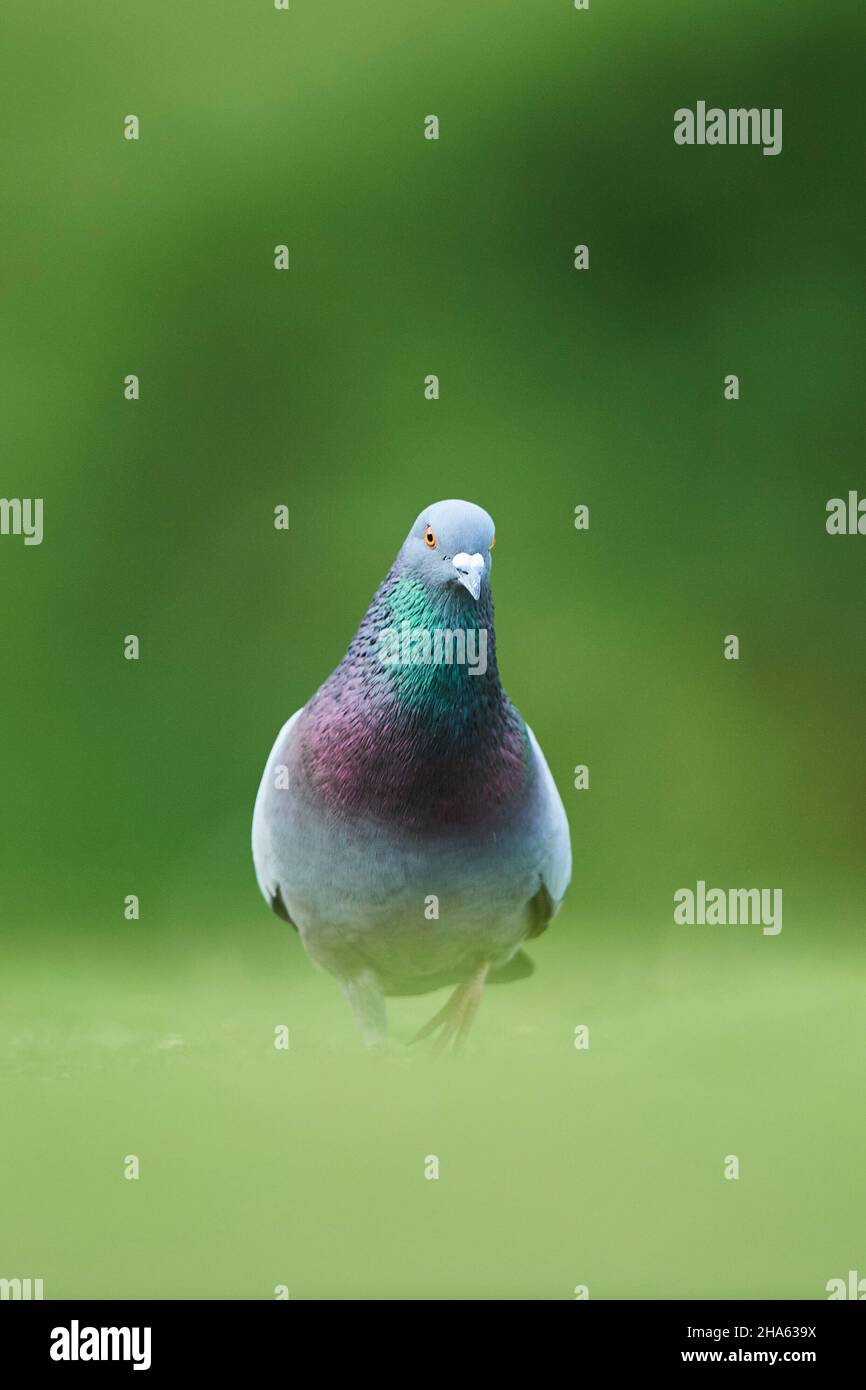 piccioni ferrali o piccioni di città (columba livia domestica) in un prato, baviera, germania Foto Stock