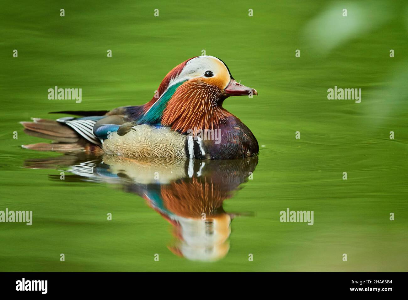 anatra mandarino (aix galericulata) maschio nuoto su un lago, baviera, germania Foto Stock