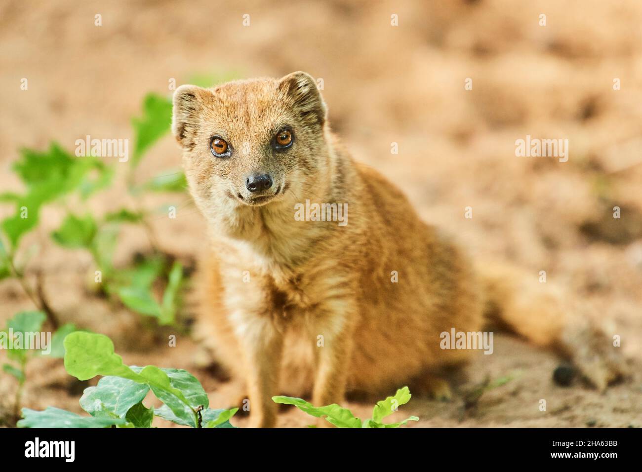 fox mongoose (cinictis penicillata), fondo sabbioso, frontale, seduta, guardando la macchina fotografica Foto Stock