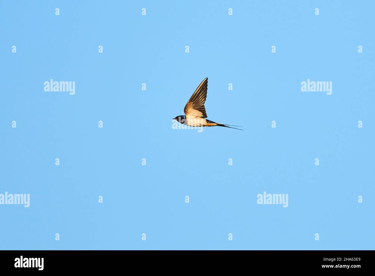 fienile inghiottito (hirundo rustica) in volo, baviera, germania Foto Stock