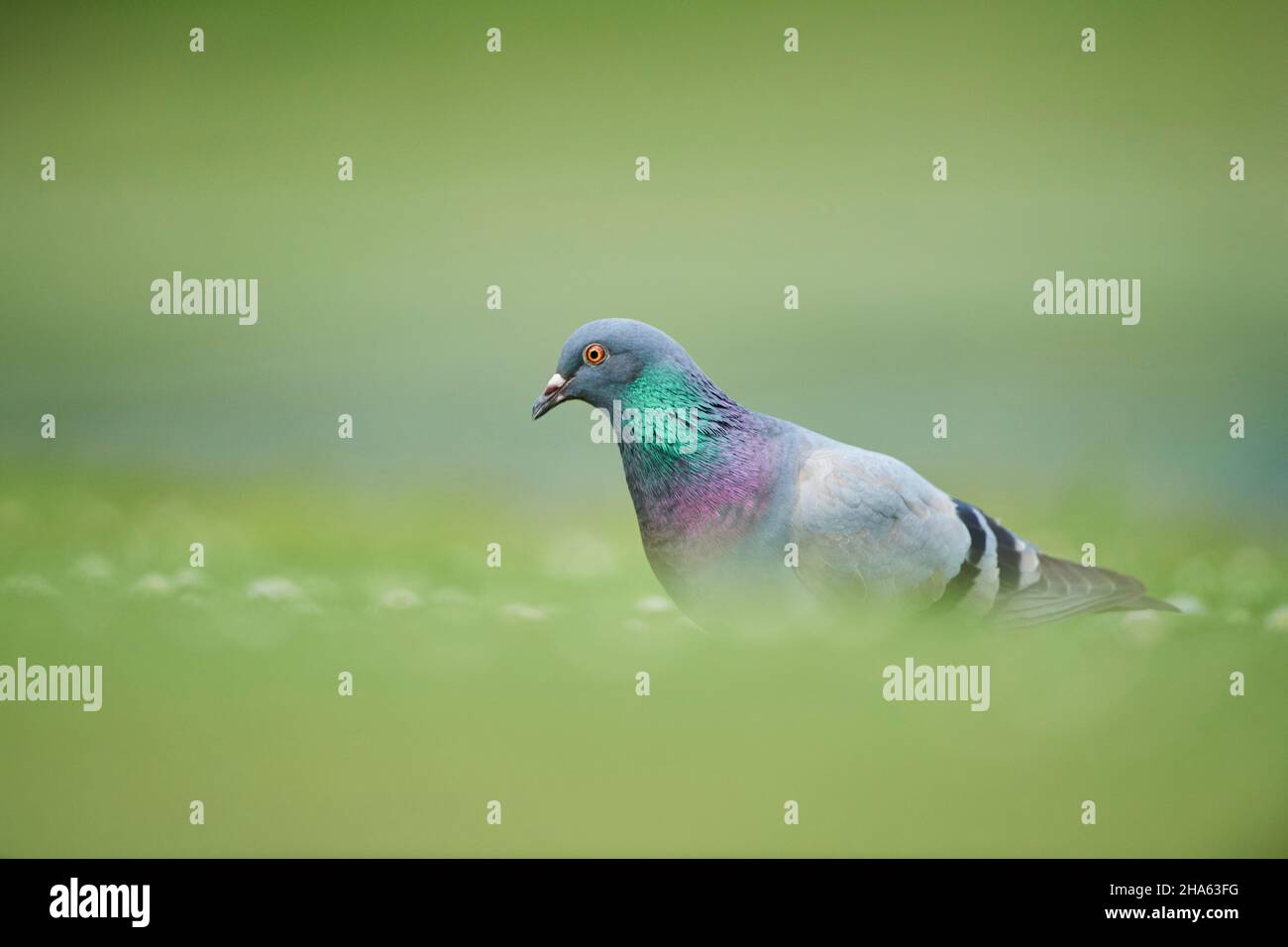 piccioni ferrali o piccioni di città (columba livia domestica) in un prato, baviera, germania Foto Stock