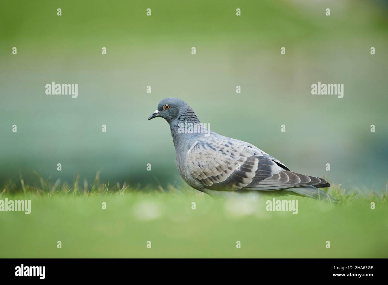 piccioni ferrali o piccioni di città (columba livia domestica) in un prato, baviera, germania Foto Stock
