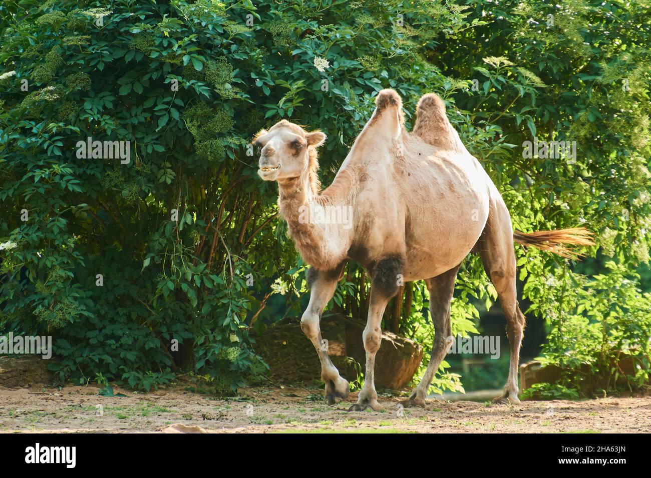 cammello baccano (camelus ferus),steppa,frontale,corsa Foto Stock