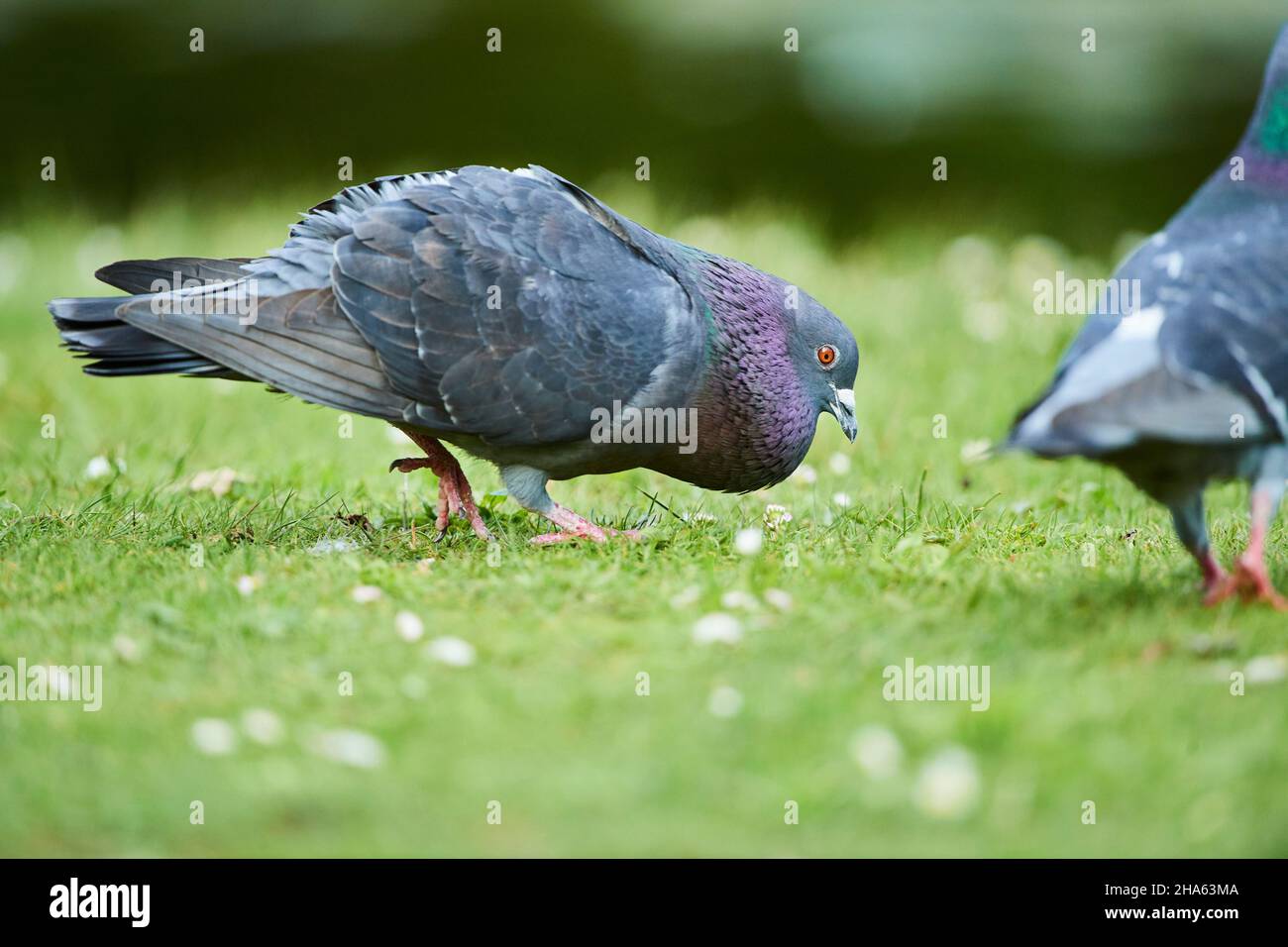 piccioni ferrali o piccioni di città (columba livia domestica) in un prato, baviera, germania Foto Stock