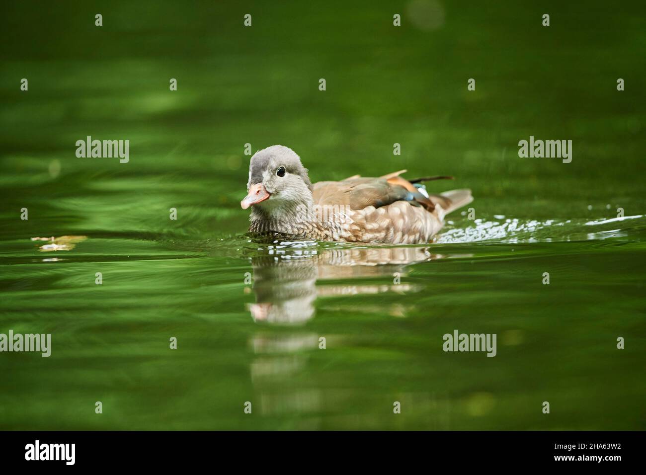 anatra mandarino (aix galericulata) nuoto su un lago, femmina, baviera, germania Foto Stock