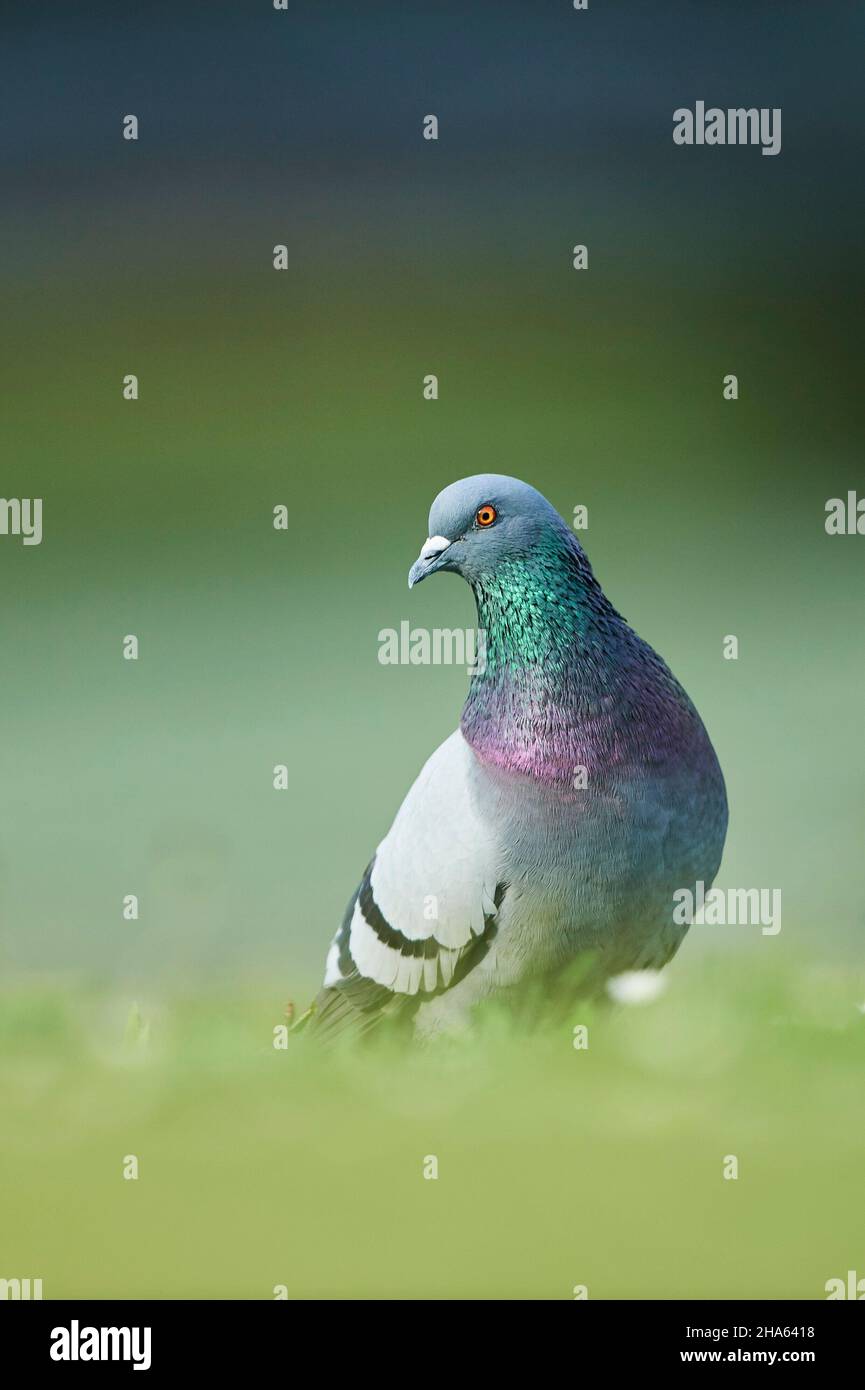 piccioni ferrali o piccioni di città (columba livia domestica) in un prato, baviera, germania Foto Stock