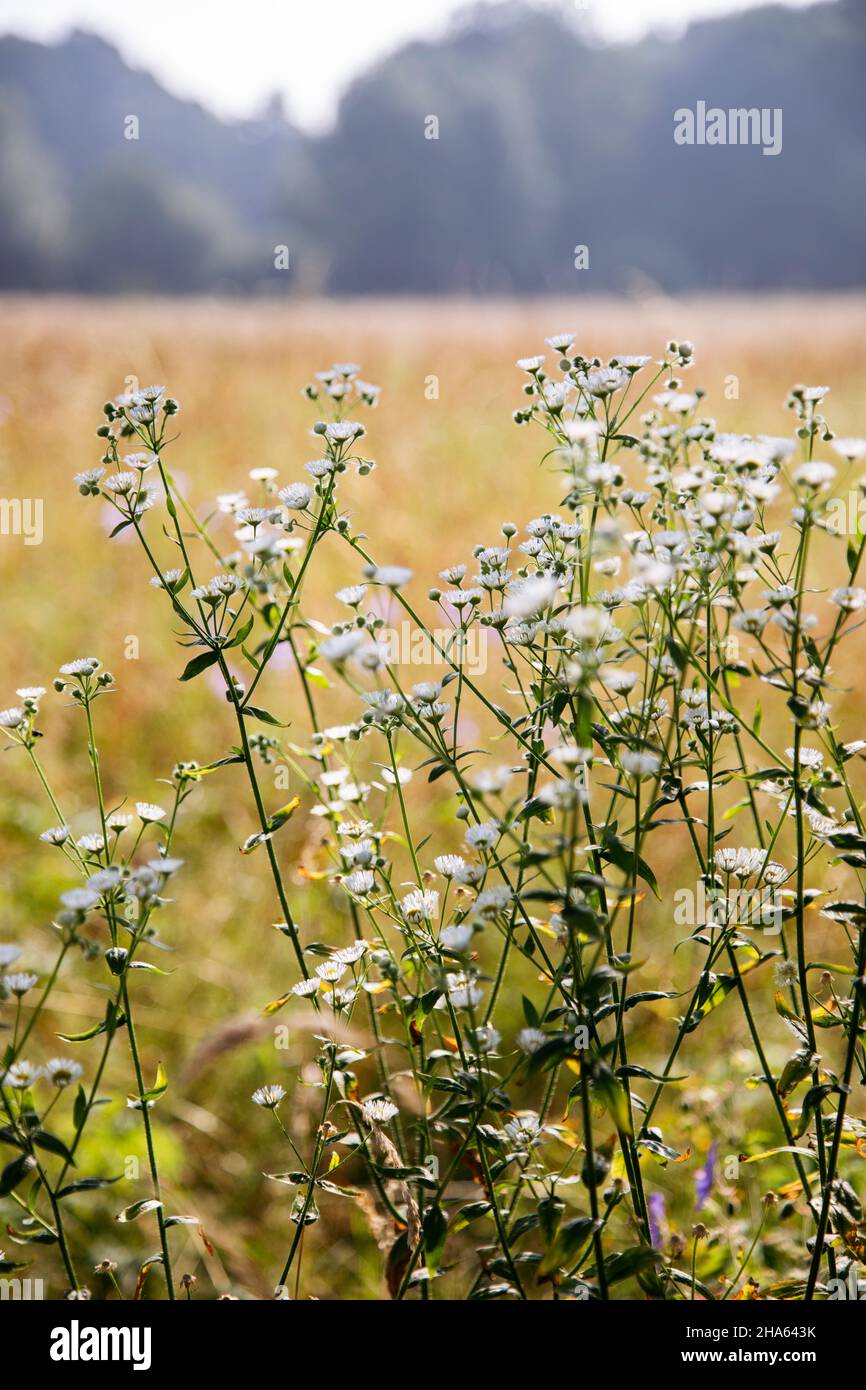 ogni anno fleabane nel giardino botanico di gütersloh nel mese di luglio Foto Stock