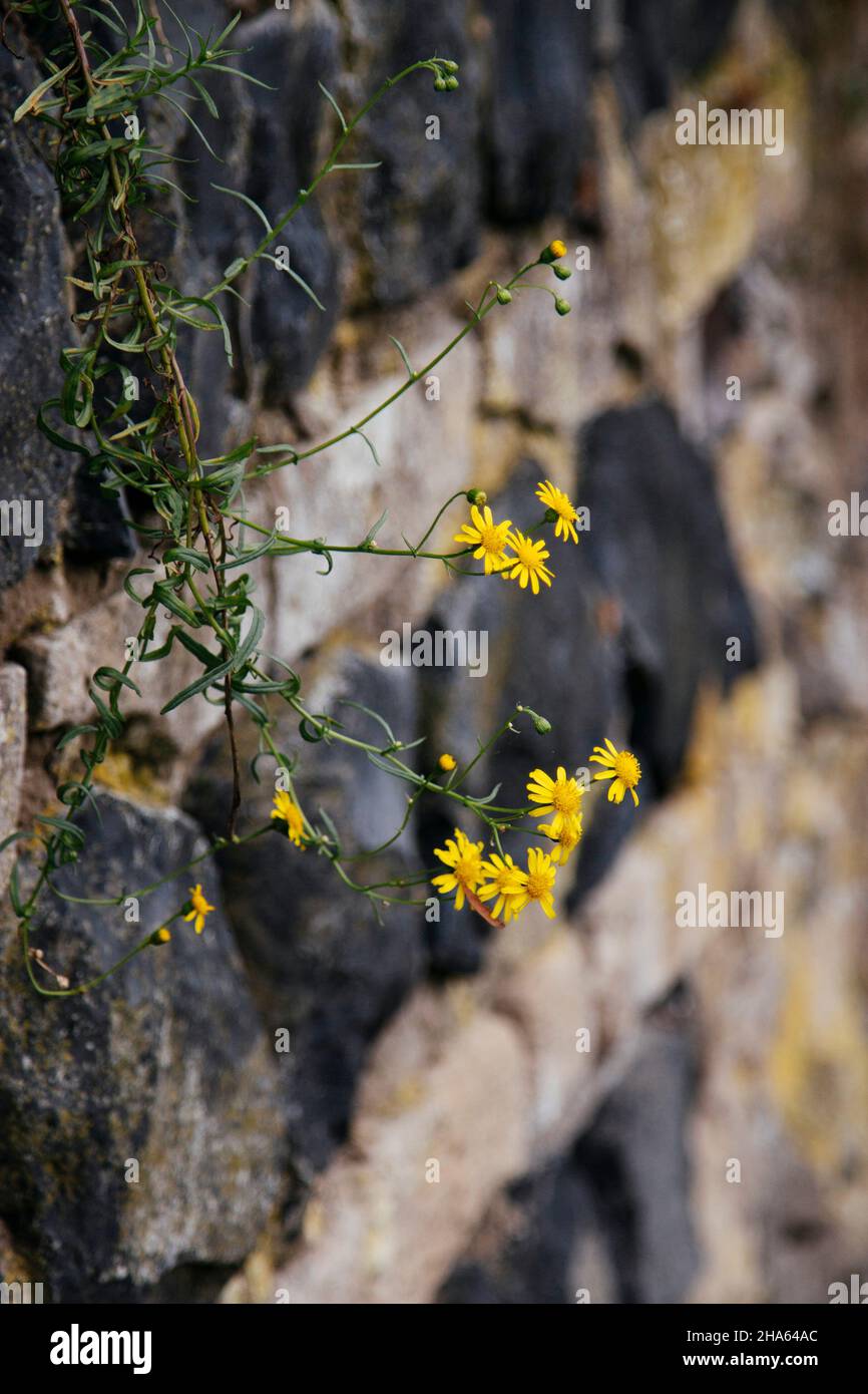 fiore su muro di mattoni Foto Stock