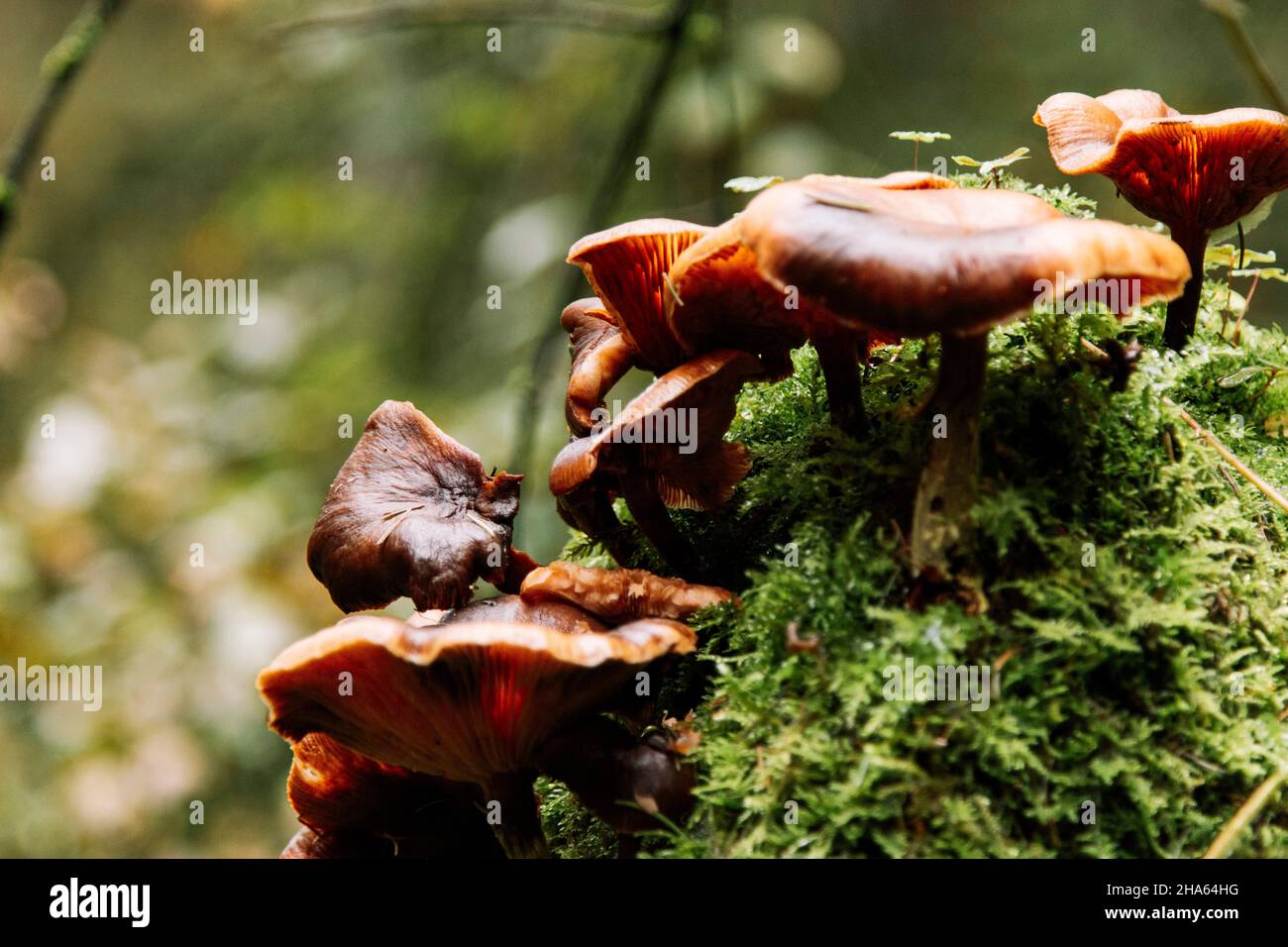 funghi nella foresta, silberbachtal Foto Stock