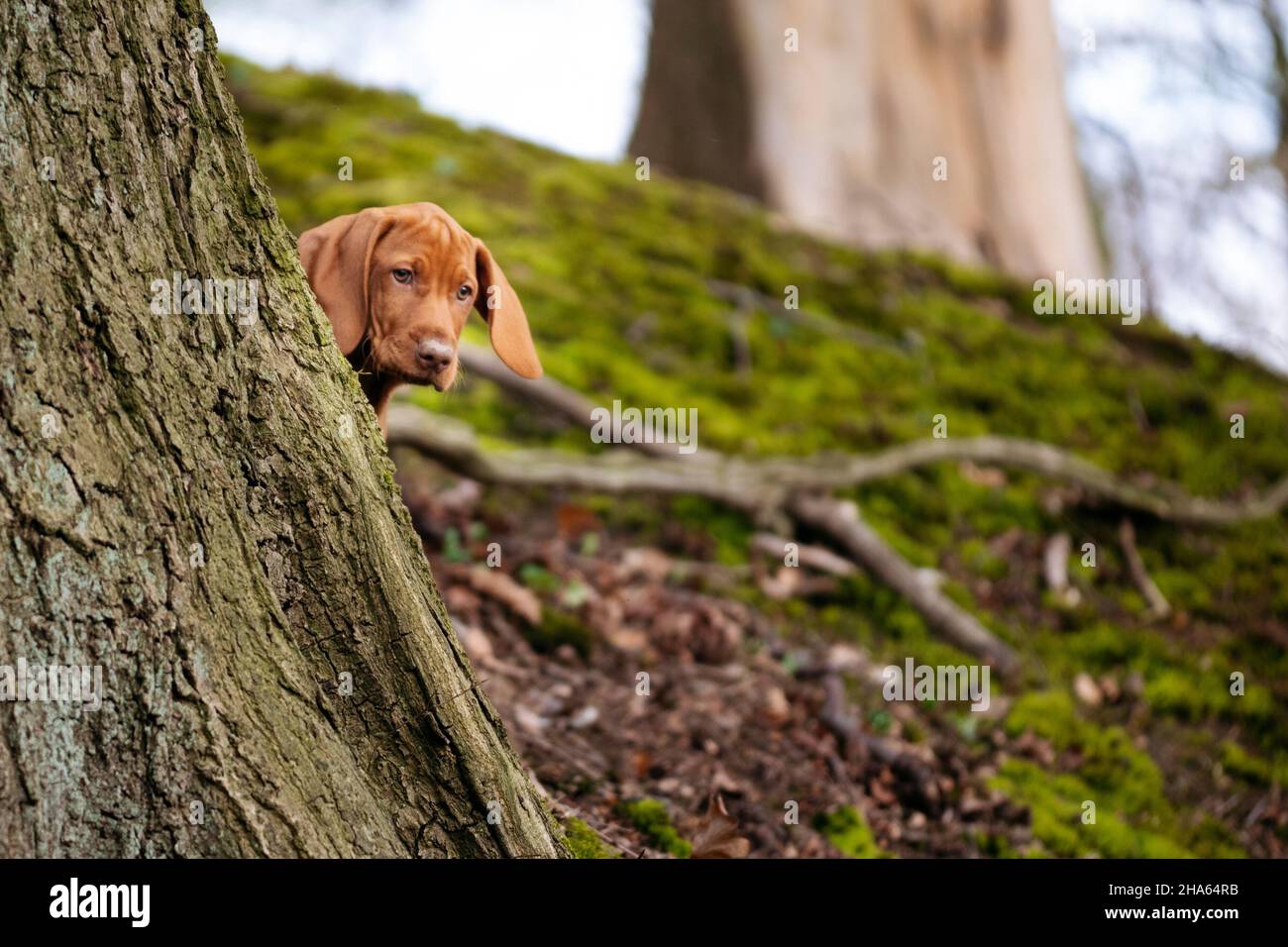 cucciolo ungherese con punta a capelli corti Foto Stock