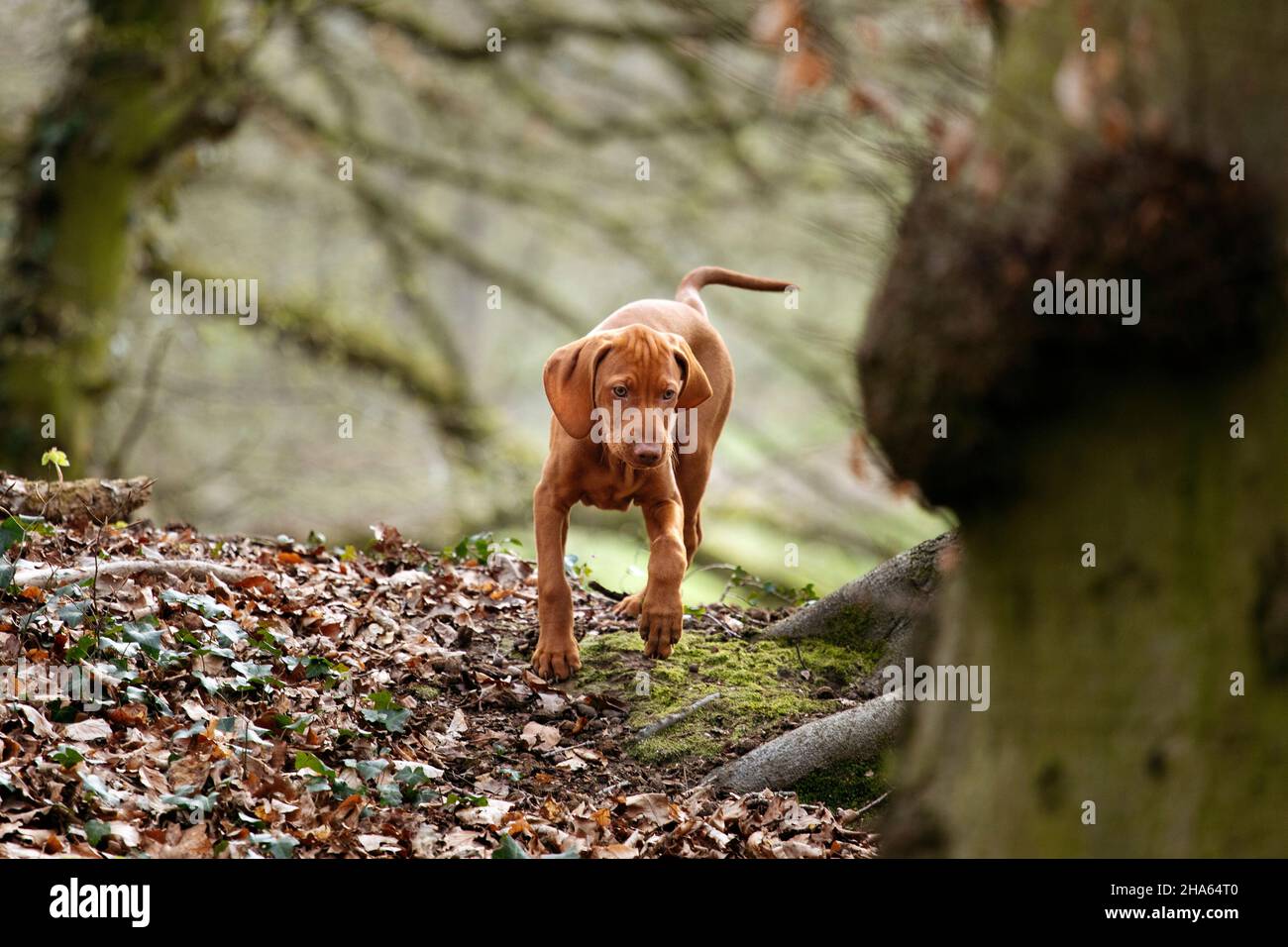 cucciolo ungherese con punta a capelli corti Foto Stock