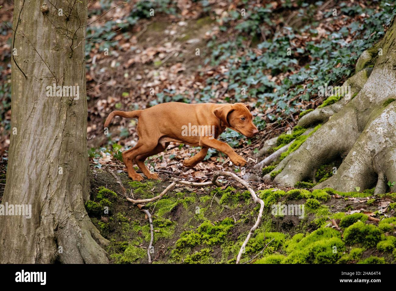 cucciolo ungherese con punta a capelli corti Foto Stock