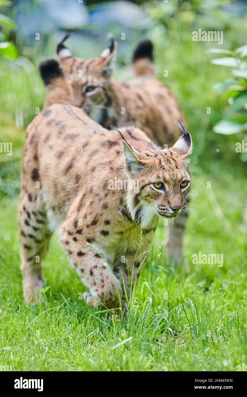 lynx eurasian (lynx lynx), compensazione foresta, in piedi Foto Stock