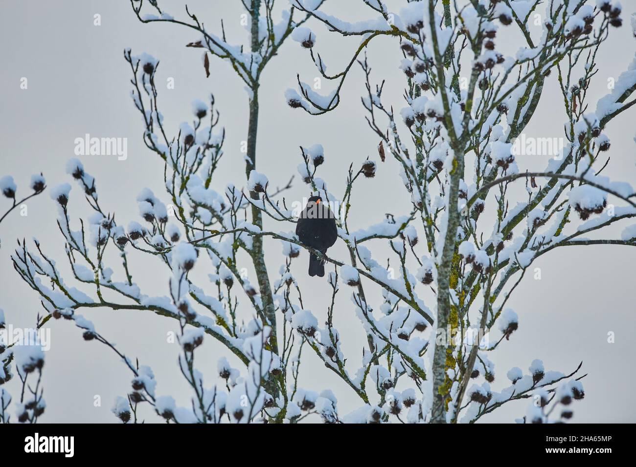 blackbird (turdus merula), maschio, seduta sul ramo in inverno, baviera, germania Foto Stock