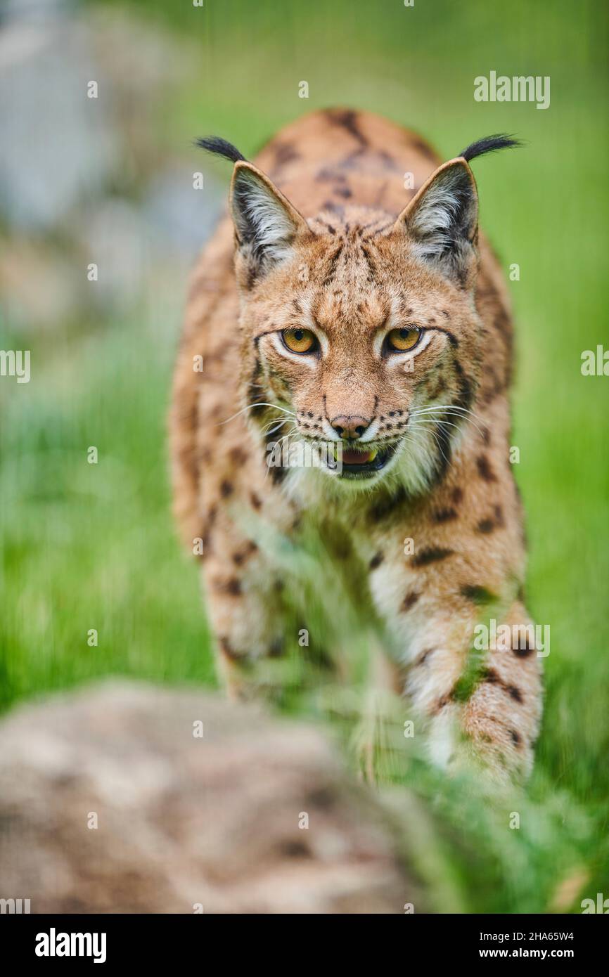 lynx eurasian (lynx lynx), compensazione foresta, in piedi, sguardo fotocamera Foto Stock