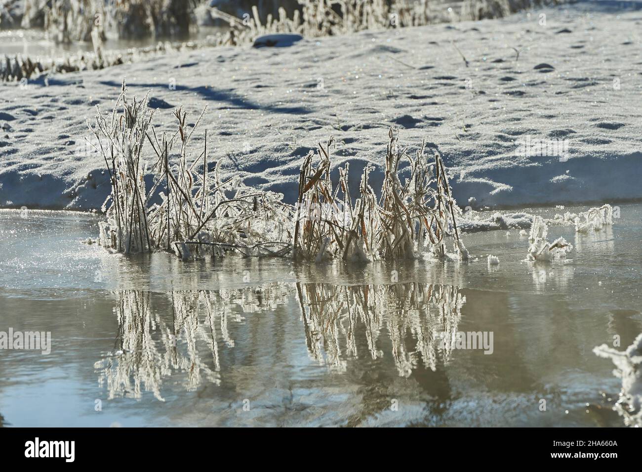 erbe con hoarfrost in un ruscello, baviera, germania Foto Stock