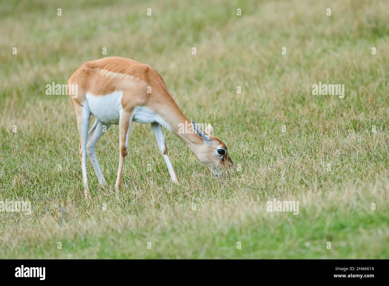 antilope del tallone nero (aepyceros melampus), prato, lateralmente, in piedi Foto Stock