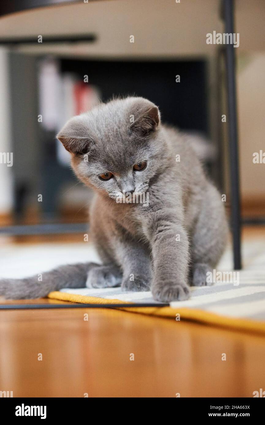 british shorthair, gatto domestico (felis catus), gattino, piatto, terreno, gioco Foto Stock