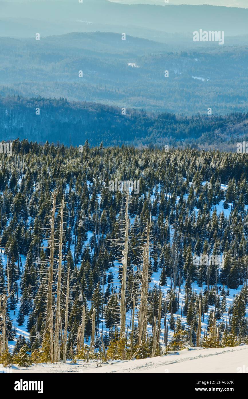 vista,spruces gemine (picea abies) in inverno sul monte lusen,foresta bavarese,baviera,germania Foto Stock