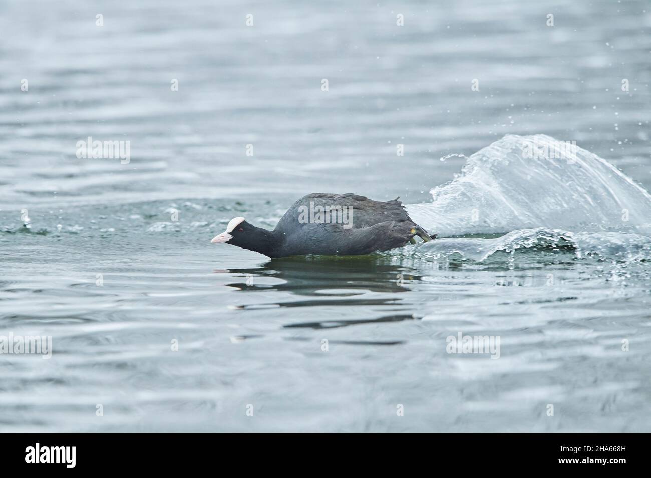 coot o coot (fulica atra) su un lago, baviera, germania Foto Stock