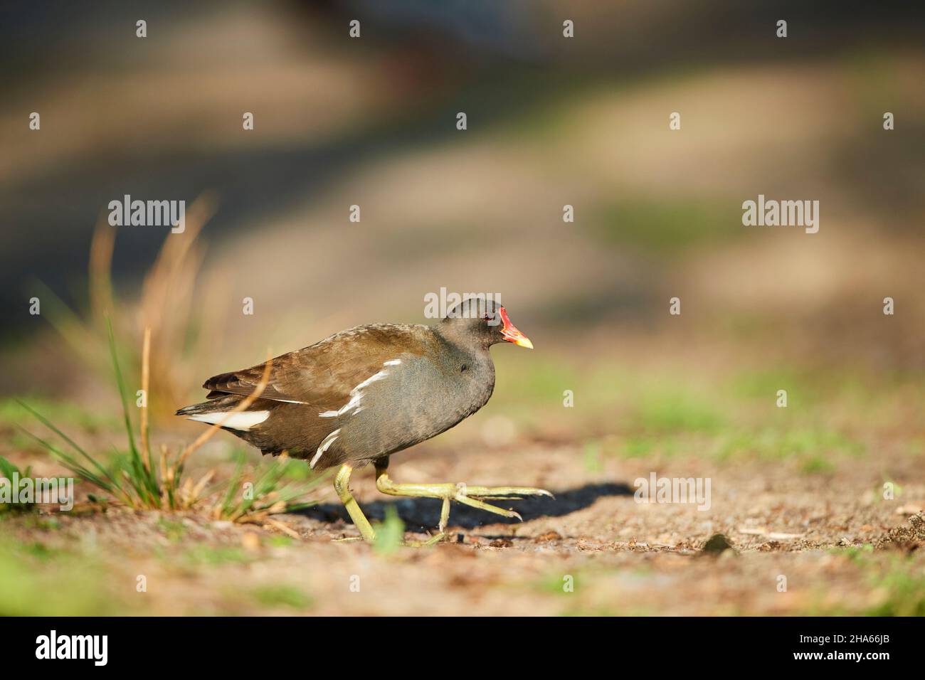 comune stagno rail (gallinula chloropus) in un prato, franconia, baviera, germania Foto Stock