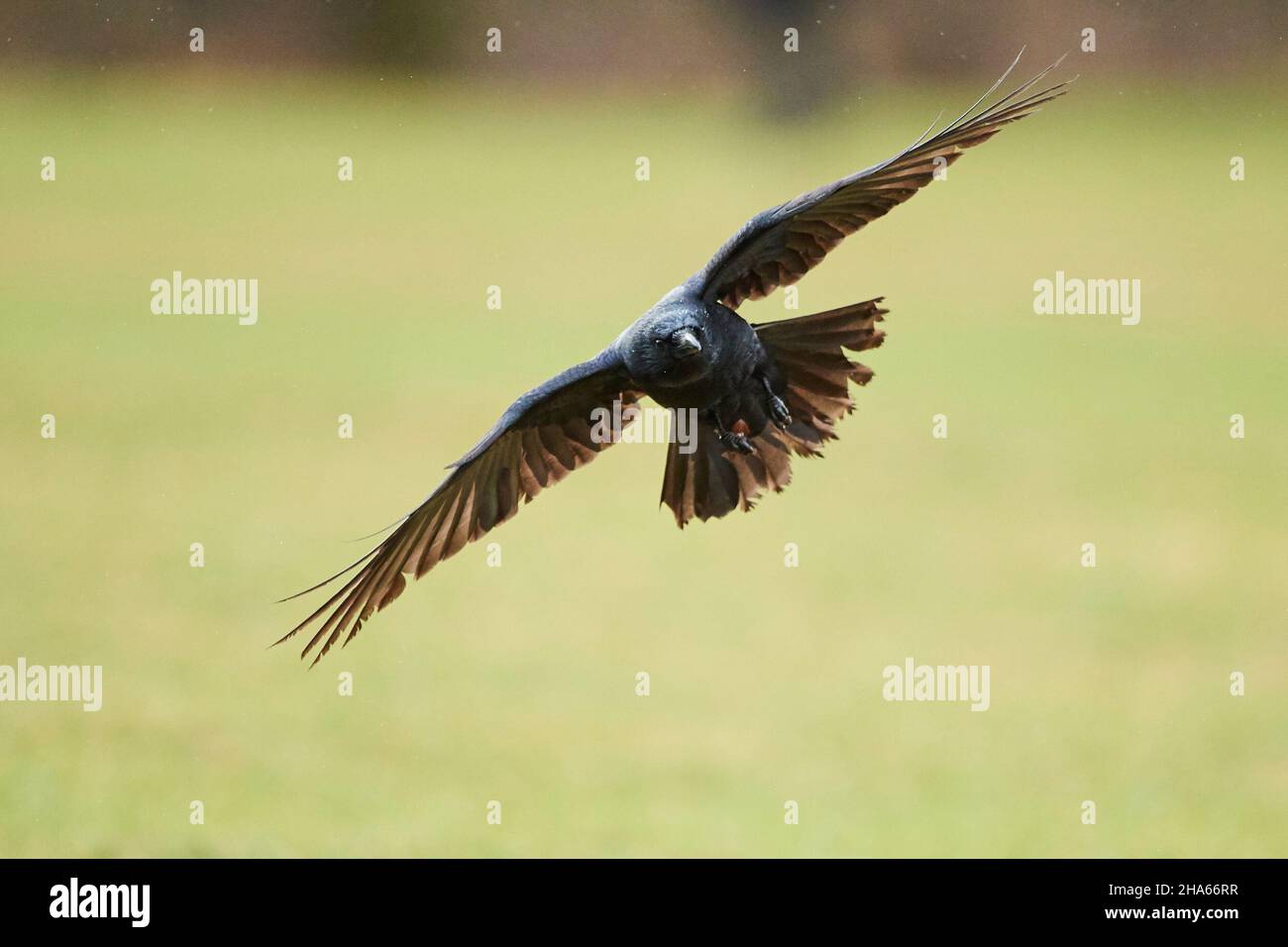 carrion crow (corvus corone), terre in un prato, baviera, germania Foto Stock