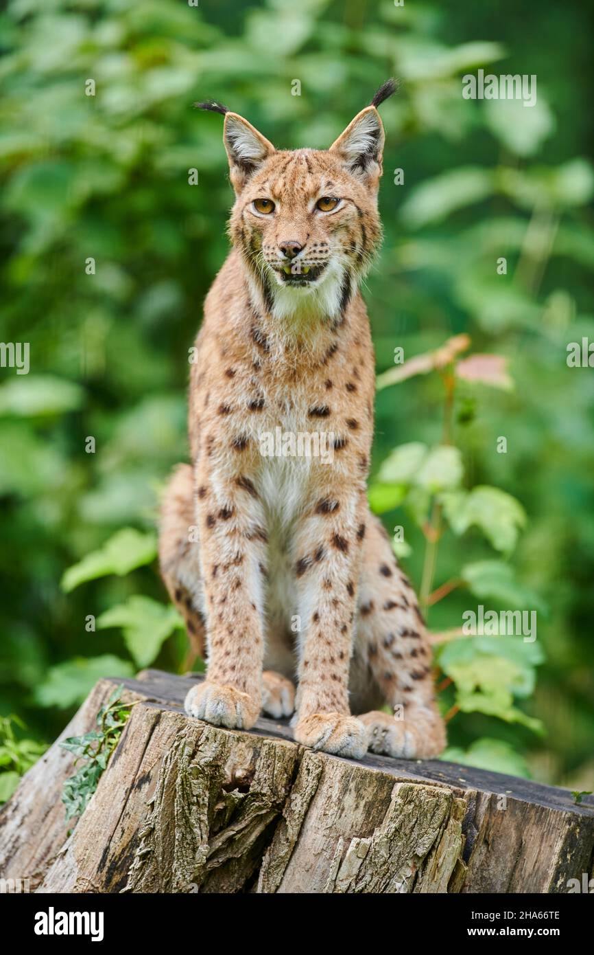 lynx eurasian (lynx lynx),compensazione foresta,seduta,guardando la macchina fotografica Foto Stock