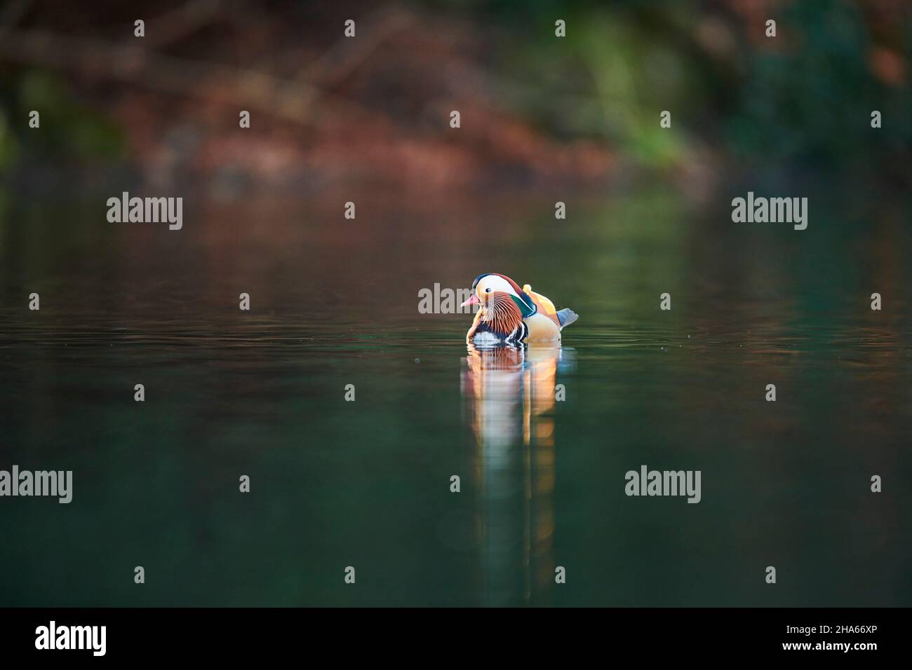 anatra mandarino (aix galericulata), nuota su un lago, baviera, germania Foto Stock