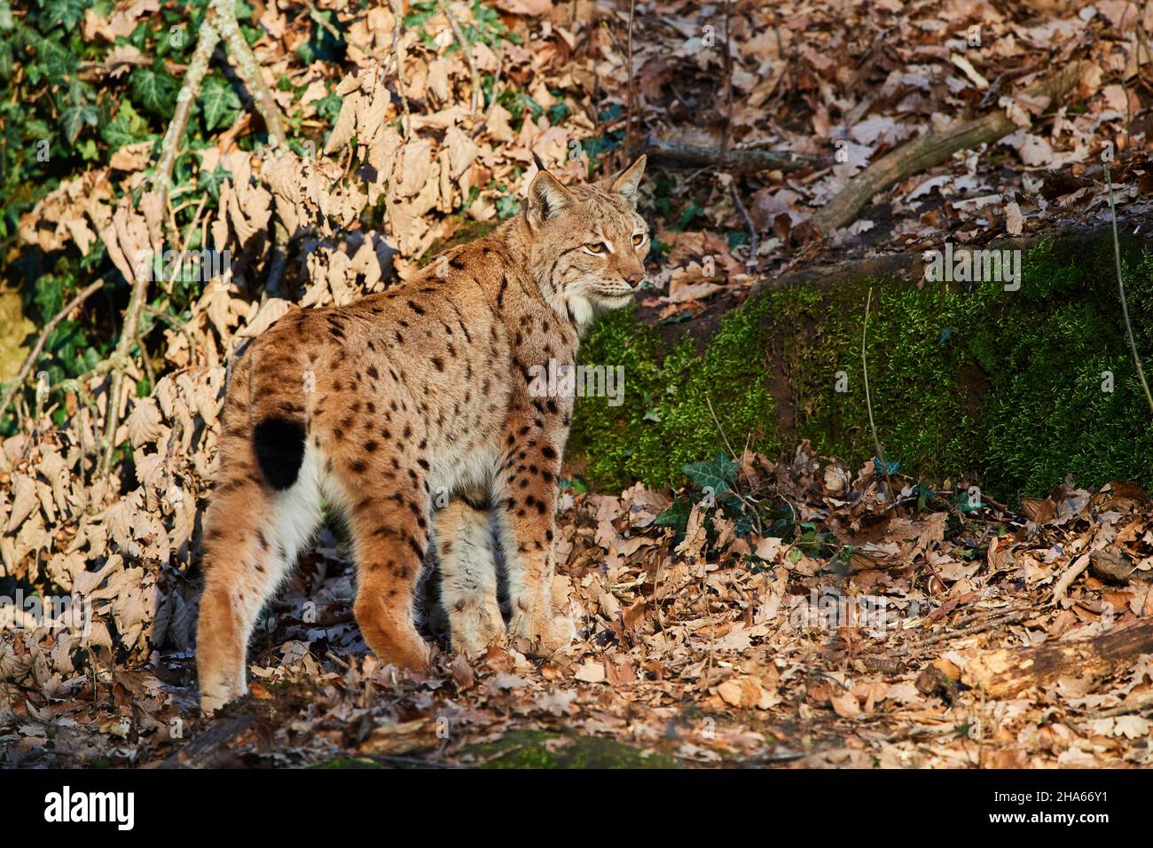 lynx eurasian (lynx lynx), compensazione foresta, in piedi Foto Stock