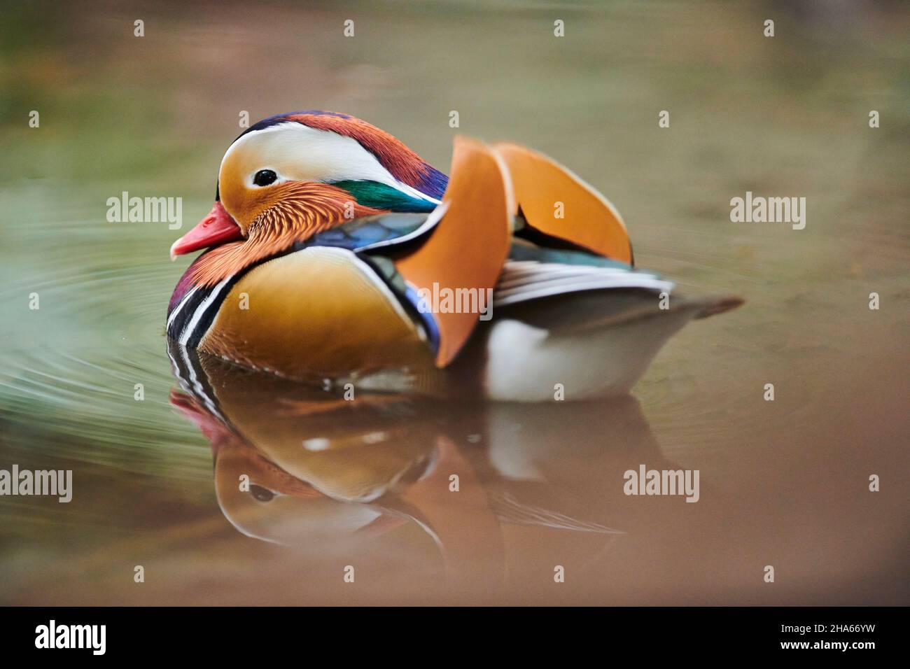 anatra mandarino (aix galericulata), nuota su un lago, baviera, germania Foto Stock