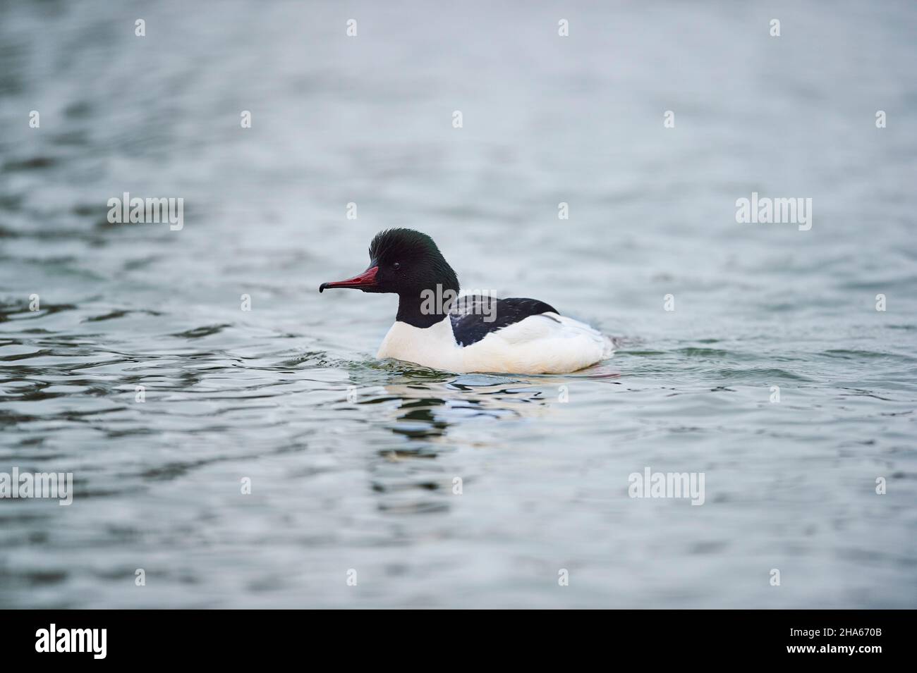 goosander (mergus merganser), nuoto femminile su un lago, baviera, germania Foto Stock