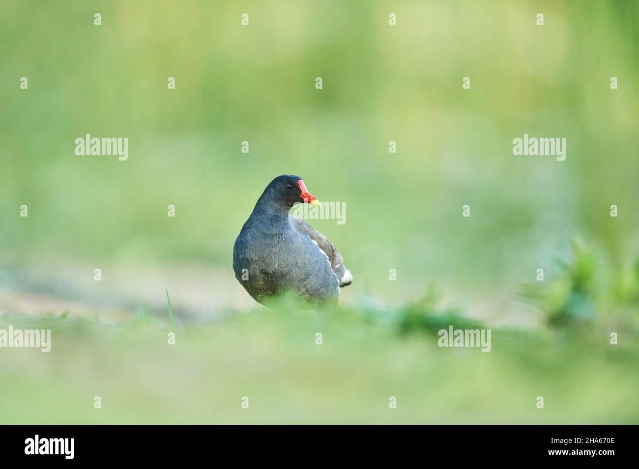 comune stagno rail (gallinula chloropus) in un prato, franconia, baviera, germania Foto Stock
