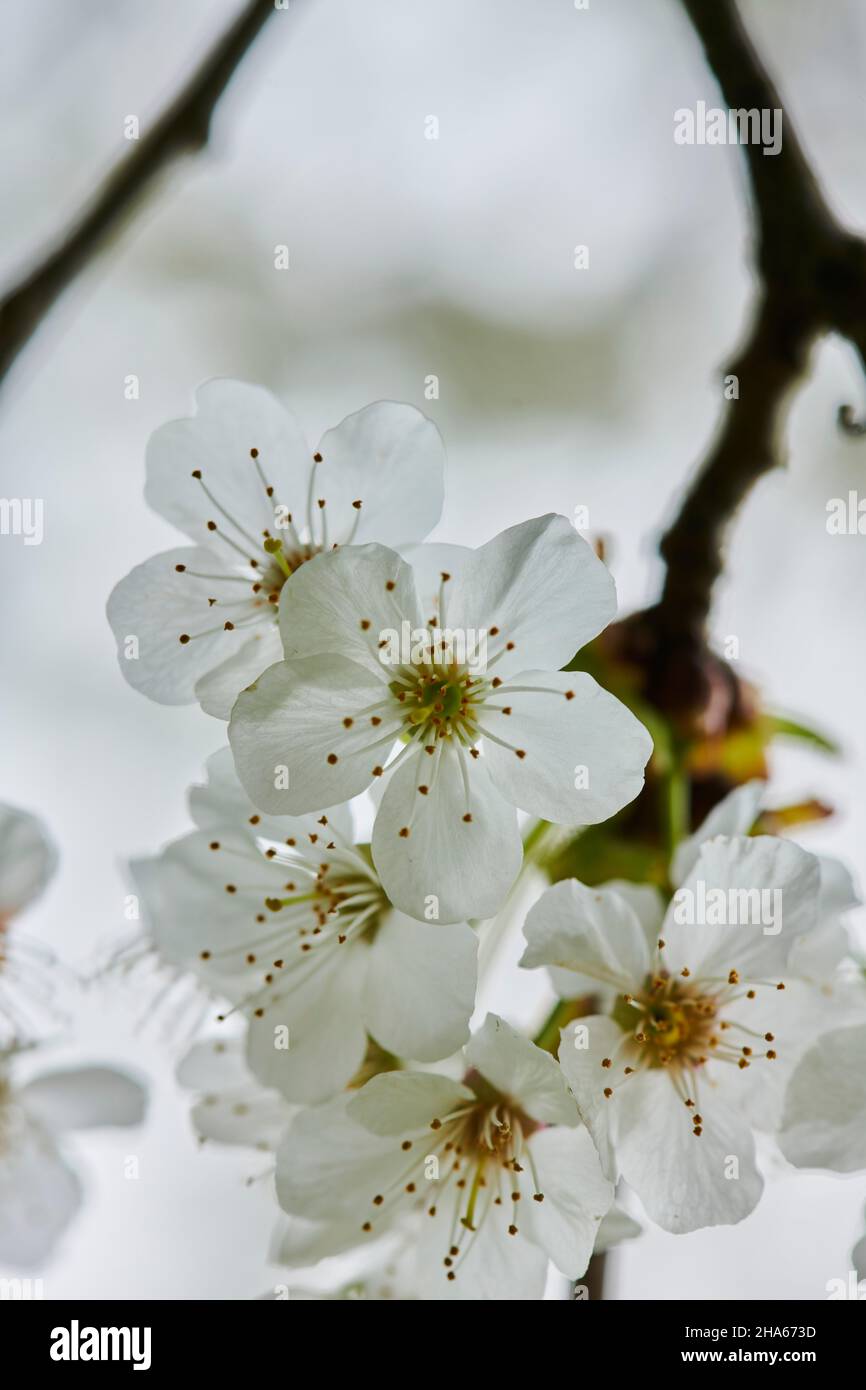 ciliegio acido (prunus cerasus), fioritura, baviera, germania Foto Stock