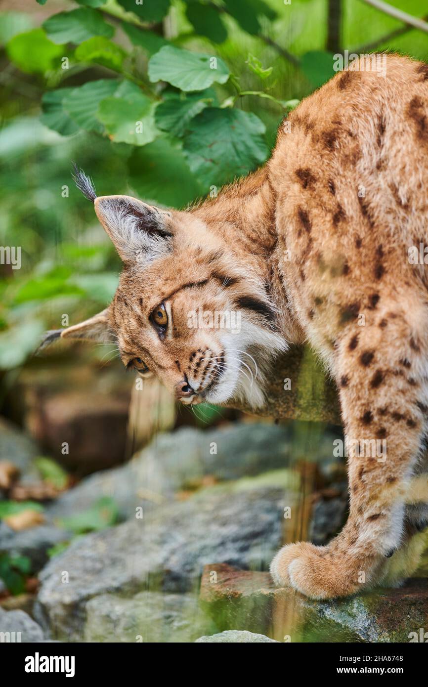 lynx eurasian (lynx lynx), compensazione foresta, in piedi, mezzo ritratto Foto Stock