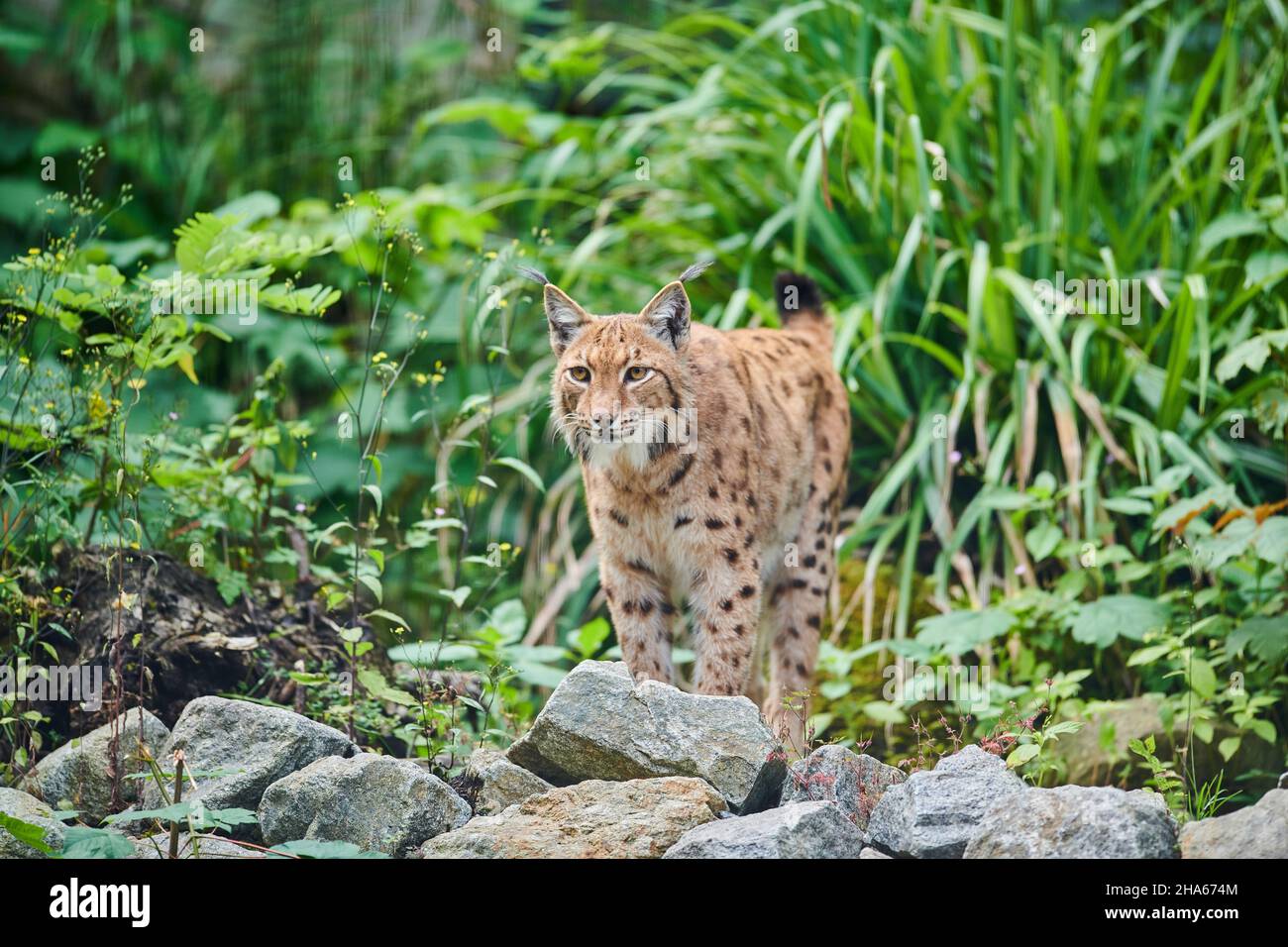 lynx eurasian (lynx lynx), compensazione foresta, in piedi, sguardo fotocamera Foto Stock