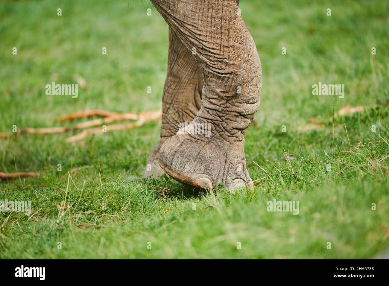 elefante asiatico (elephas maximus), primo piano Foto Stock
